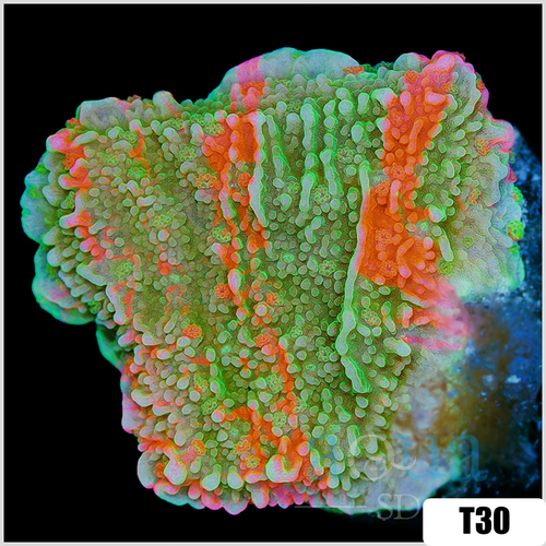Grafted Montipora