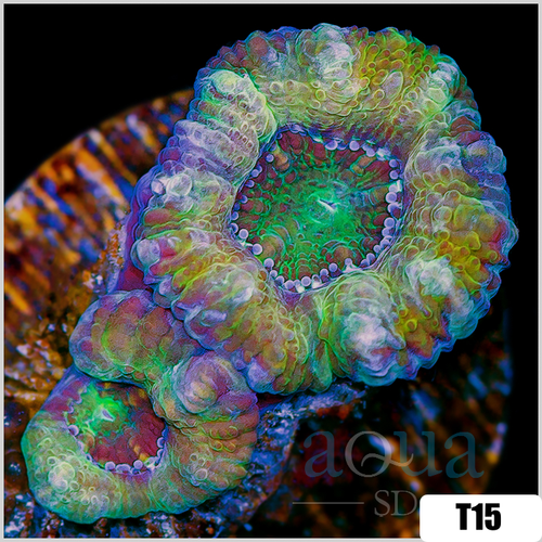 Nuclear Core Acan Lord