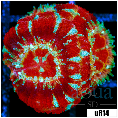 Inferno Peppermint Asian Acan