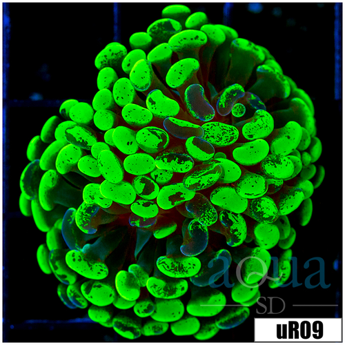 Indo Neon Splatter Hammer