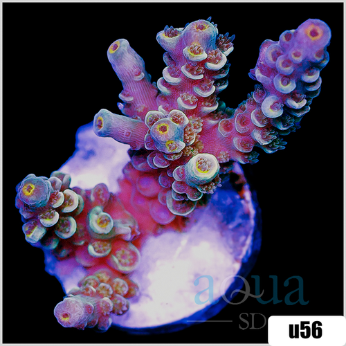 Rainbow Fusion Tenuis Acropora