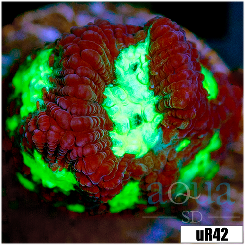 Open War Coral Favia