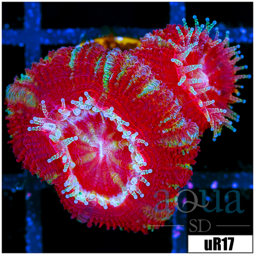 Inferno Peppermint Asian Acan