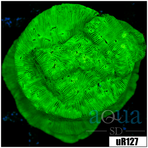 Labrynth Leptoseris