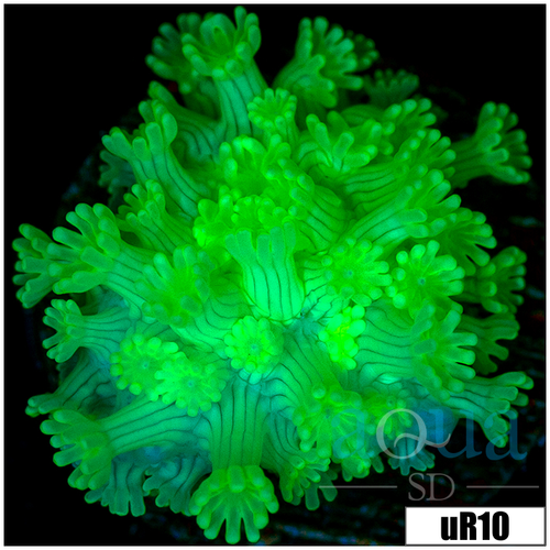 Green Petals Alveopora