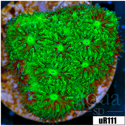 Toxic Leptastrea