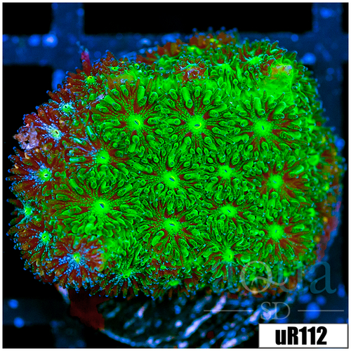 Toxic Leptastrea
