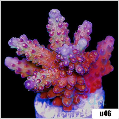 BC Bubblebath Unicorn Acropora