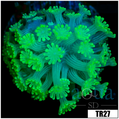 Green Petals Alveopora