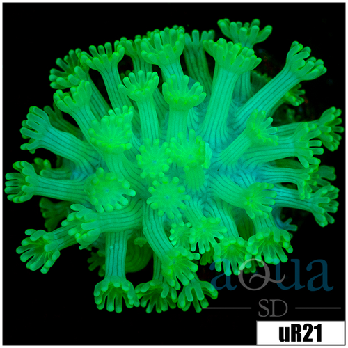 Green Petals Alveopora