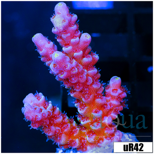 Golden Tips Tenuis