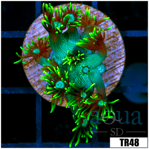 Neon Star Goniopora