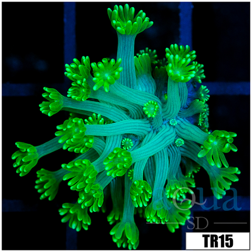 Green Petals Alveopora