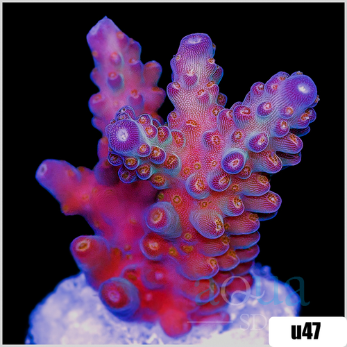 BC Bubblebath Unicorn Acropora