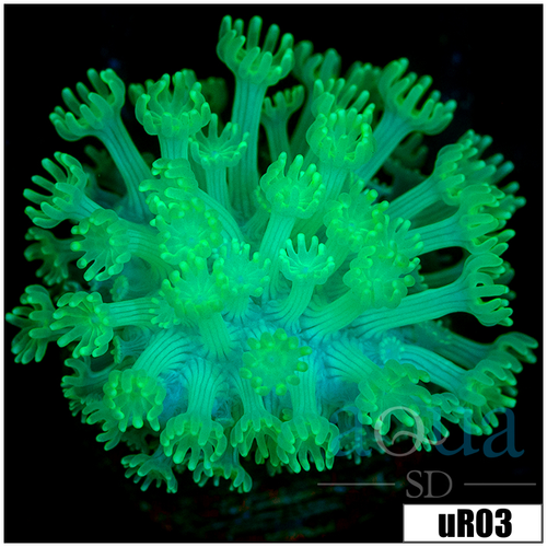 Green Petals Alveopora