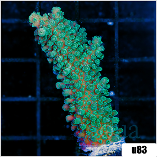 Forest Green Staghorn Large Frag