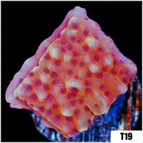 Orange Phoenix Montipora
