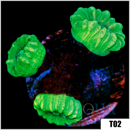 Indo Neon Candy Cane