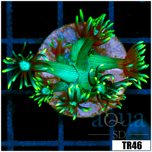 Neon Star Goniopora