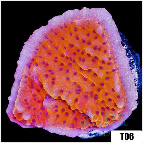 Orange Phoenix Montipora