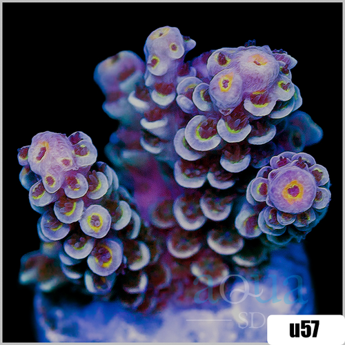 Rainbow Fusion Tenuis Acropora