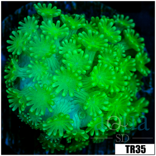 Green Petals Alveopora