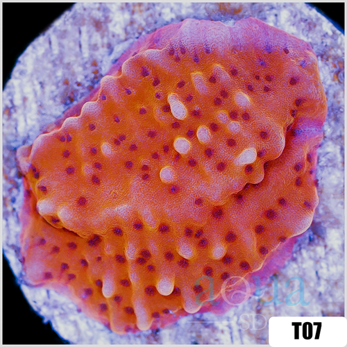 Orange Phoenix Montipora