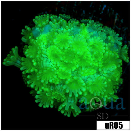 Green Petals Alveopora