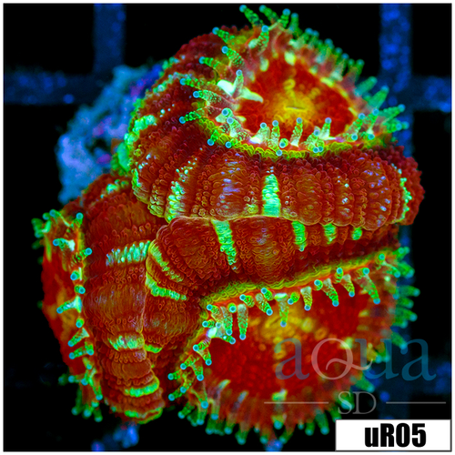 Inferno Peppermint Asian Acan