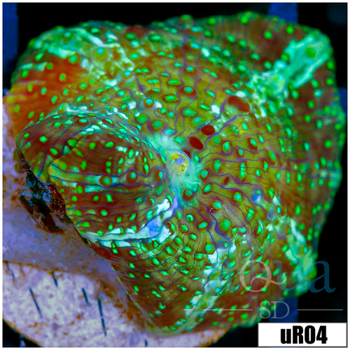 Teal Spotted Discosoma