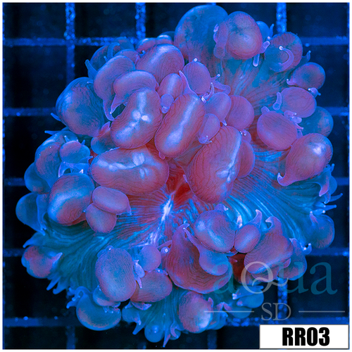 Aussie Purple Bubble Coral