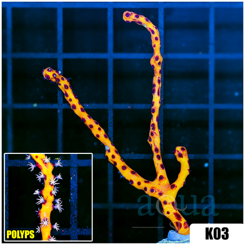 Yellow Branching Gorgonia