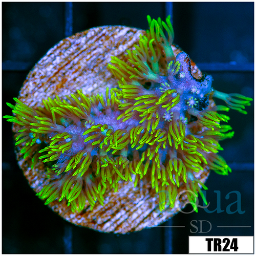 *CLEARANCE* GSP Frag