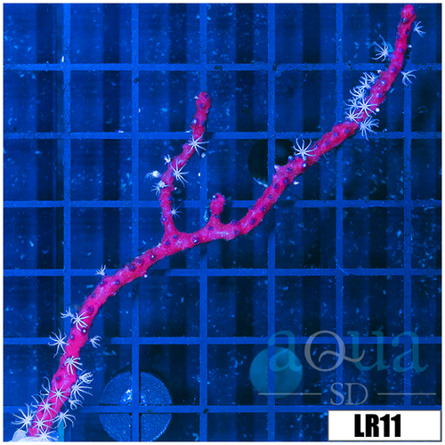Branching Red Gorgonia