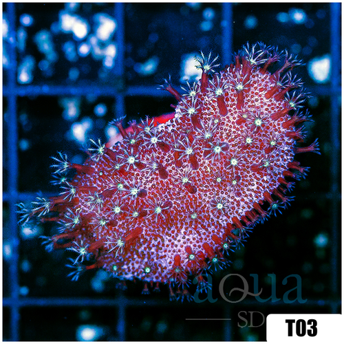 *CLEARANCE* Crown Leather Frag
