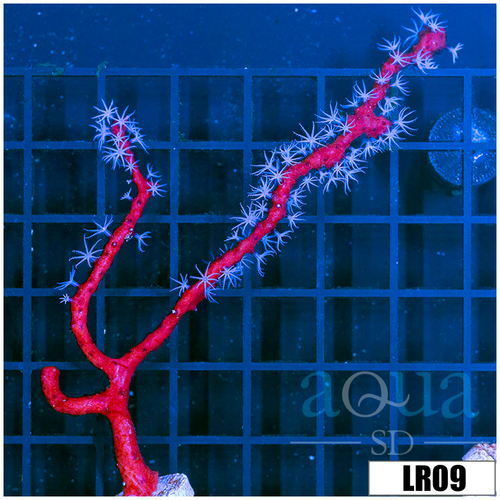 Red Branching Gorgonia