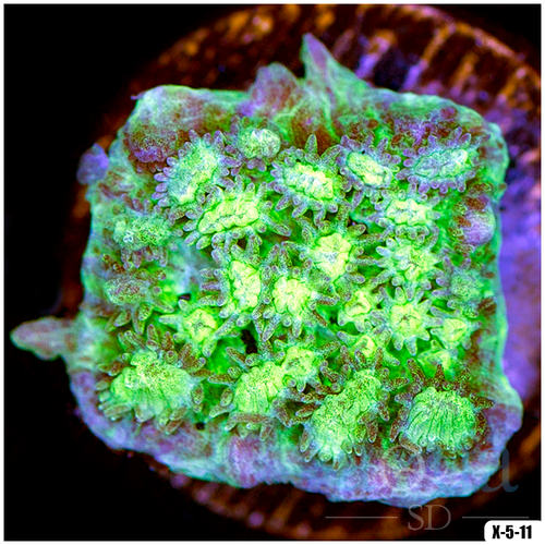 Space Jame Hydnophora Multiples Available