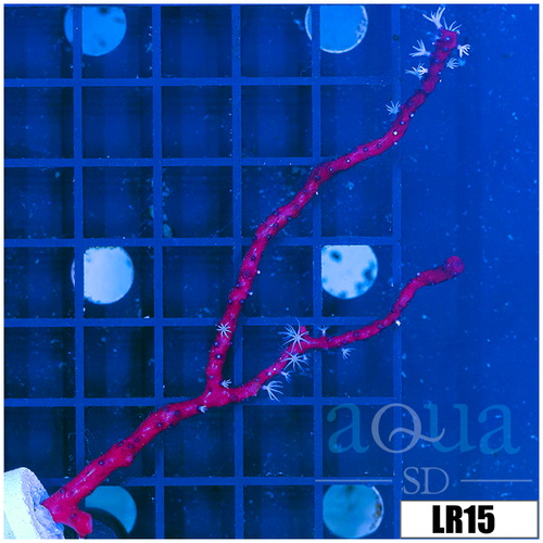Branching Red Gorgonia