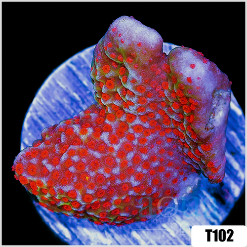 *CLEARANCE* Red Montipora Digitata
