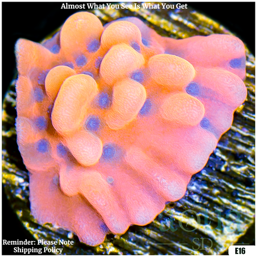 Orange Phoenix Montipora Multiples Available