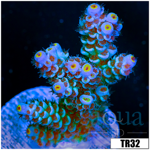 ASD Golden Tipped Tenuis