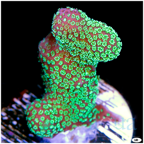 Nuclear Stylophora Multiples Available