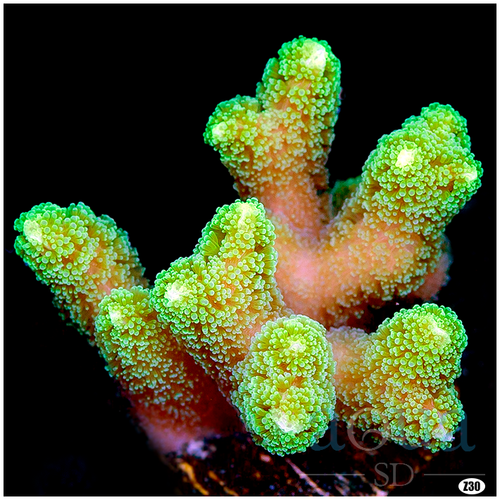 Birdsnest Frag Multiples Available