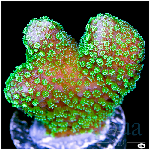 Nuclear Stylophora Multiples Available