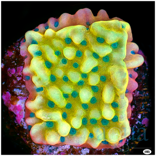Beach Bum Montipora Multiples Available