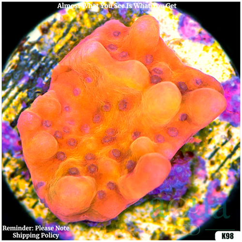 Orange Phoenix Montipora Multiples Available