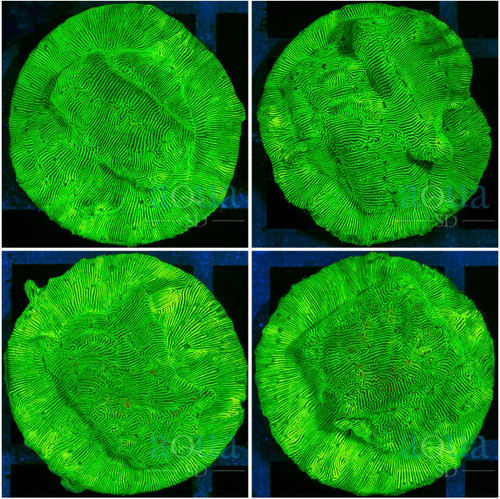 Nuclear Leptoseris - Multiples Available