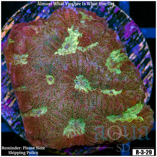 War Coral Favia Multiples Available