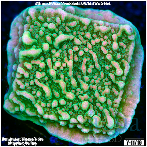 Green Monti Cap Multiples Available