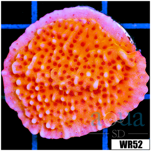 Orange Phoenix Montipora - 404FF6E34